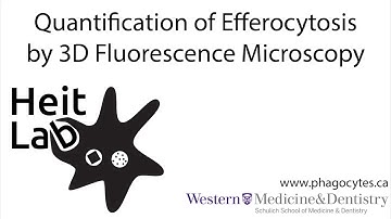 Quantification of Apoptotic Cell Uptake by 3D Fluorescence Microscopy