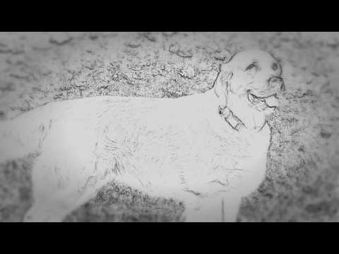 Video: Kuidas Labradori Retriiverit Käia