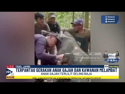 Miris! Anak Gajah Sumatera Terlilit Seling Baja di Tengah Hutan, BKSDA Langsung Evakuasi | NTV