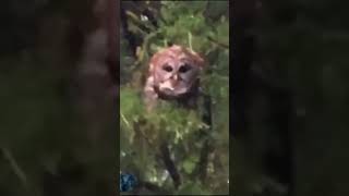 Mr. Owl Tootsie Pop I Do It Myself But Minimal