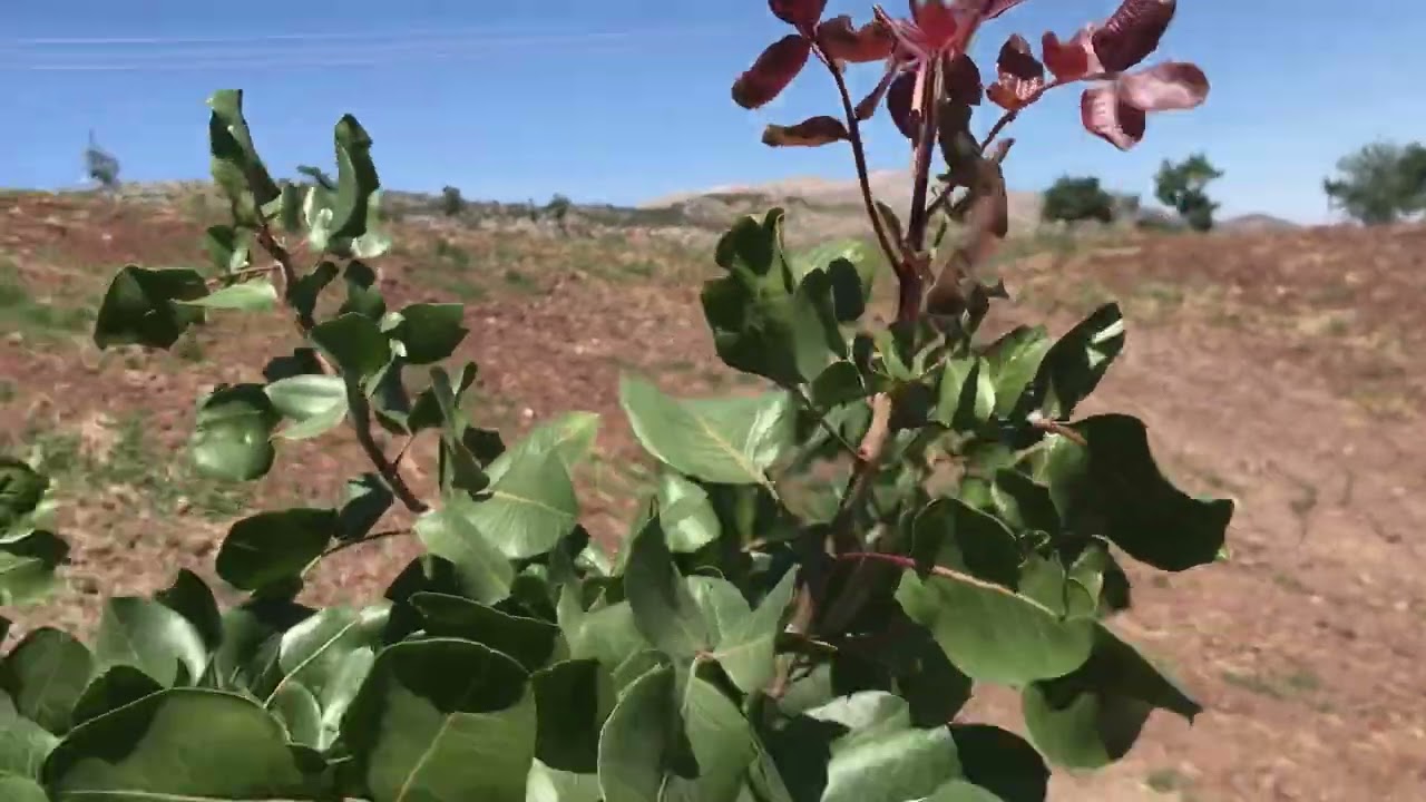 Antep Fıstığı fidanında goble budama sisteminin sonuçları. Fidan 3 aşı 2 yaşında.