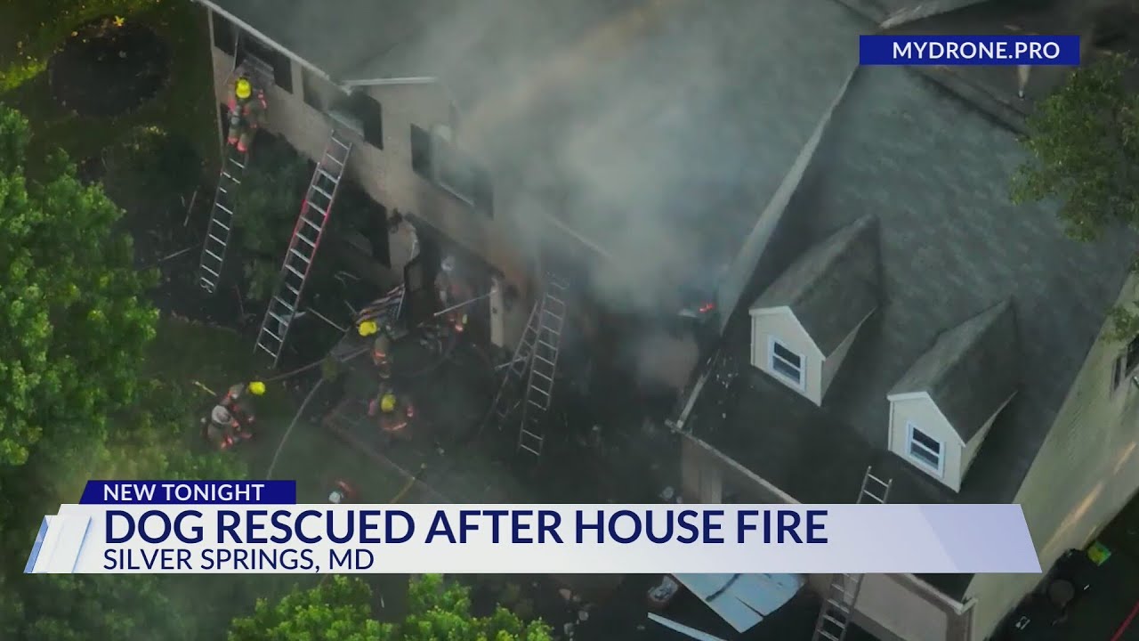 Dog resuscitated after being rescued from Silver Spring house fire