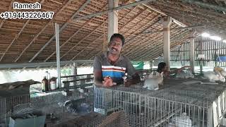 முயல் வளர்ப்பது எப்படி , how to start rabbit farm in tamil