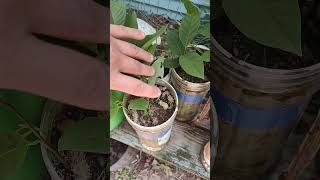 August PawPaw seedling update:8 seedlings out of 17 planted seeds #pawpaws #seedling #trees