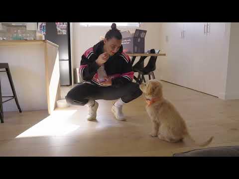 Dogs of the West | Episode 3