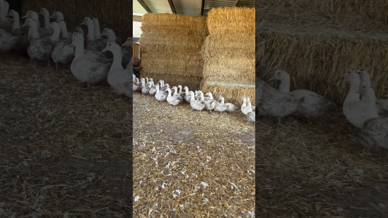 🦆✨Consumeix d’ací