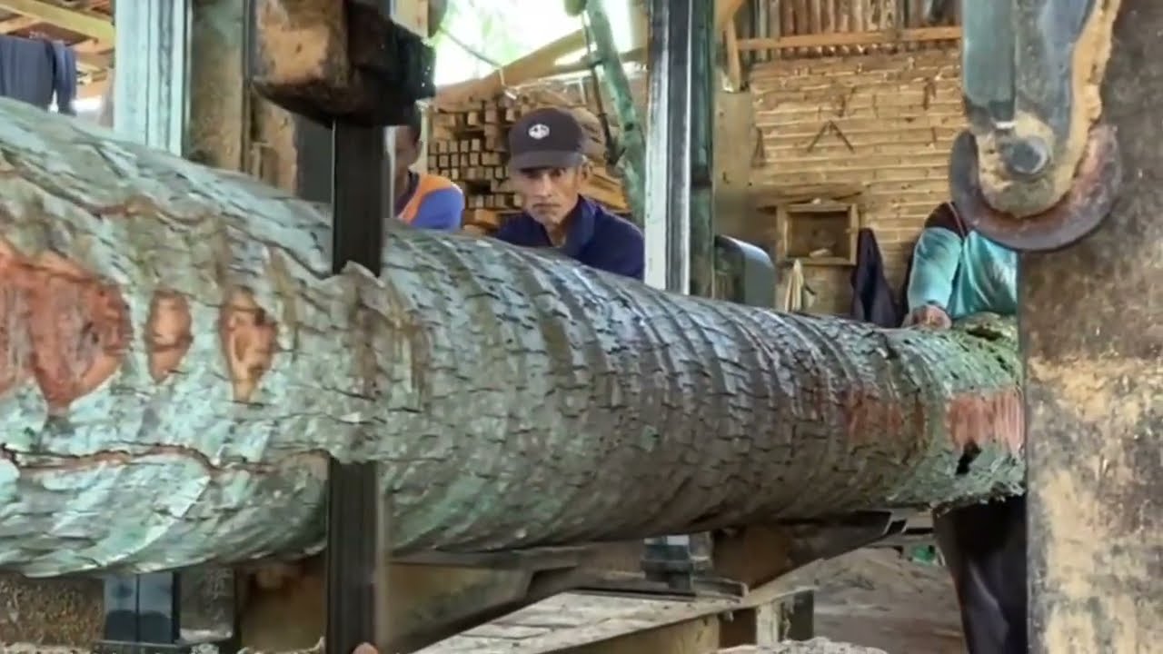 Umur 120 tahun Pohon kelapa tua, di buat balok balok super