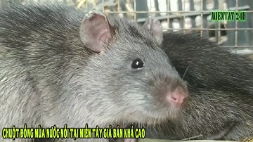 Chuột đồng mùa nước nổi tại Miền Tây có giá bán cao - tin tức I Miền Tây 24h