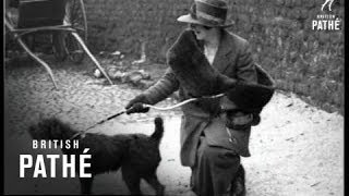 Download Lagu Dublin Blue Terrier Show (1921) MP3