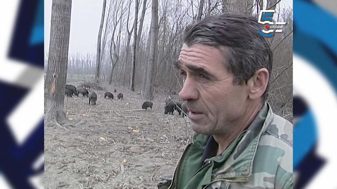 Kuda idu divlje svinje - glad menja ćud