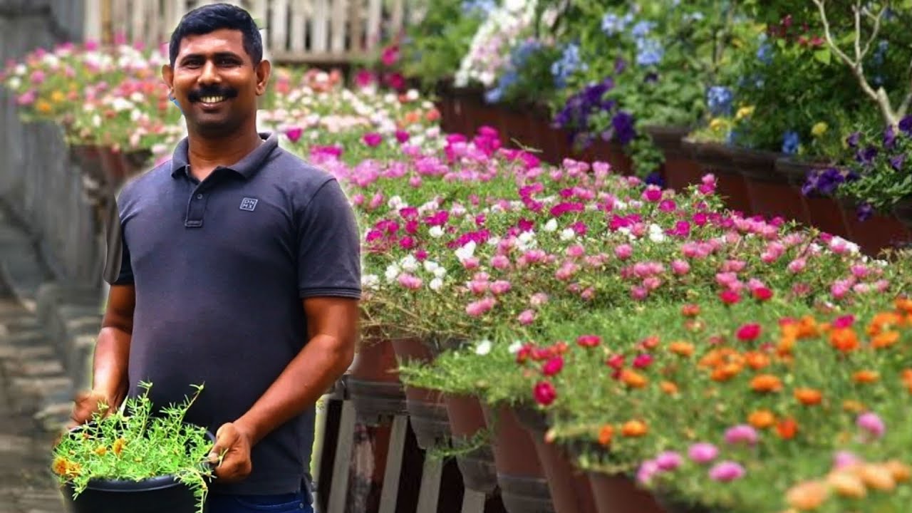 150ൽ കൂടുതൽ പത്തുമണി ചെടികളുടെ സൂപ്പർമാർക്കറ്റ്|| Supermarket of more than 150 plants at ten o'clock