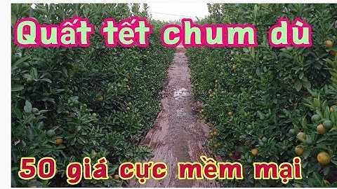 quất chum quất tết giá rẻ, quả to mã sáng dù 50 xin liên hệ với chủ vườn