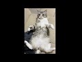 いきなり触られてびっくりしたもち猫