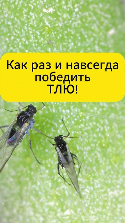 100% метод победить тлю на даче! #огород #дача #рецепт #сад - YouTube
