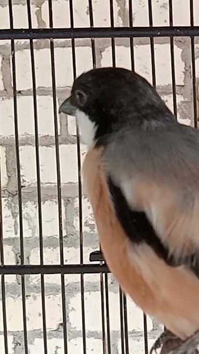 cendet nembak #burung #pentetmania #birds #masteranjernih #kicaumania