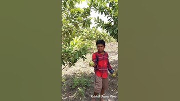 Harvesting Guava Fruits  | Guava Cultivation and Harvesting | High Density Guava farming in India