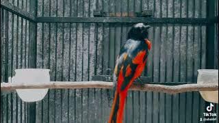 Murai Api / Mantenan