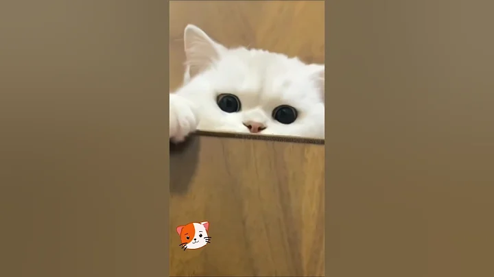 Video 11818021: purr, cats kitten funnycats catlovers, cat lovers funny kitten, cat lover cute kitten, perfect cat