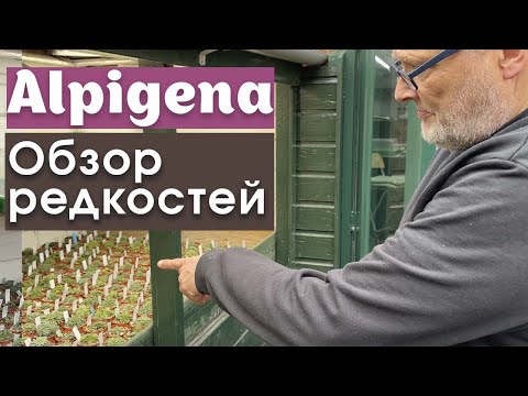 Alpigena🌼🌸🌿Много альпийских растений!