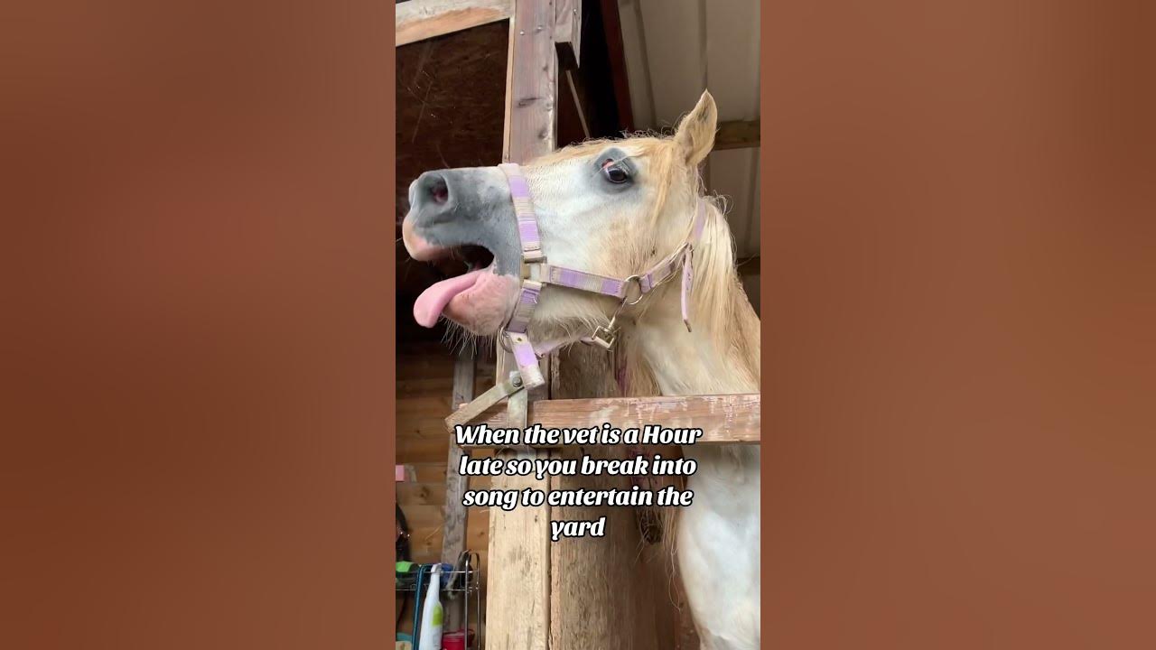 Waiting for the vet be like… #funnyhorses #pony #equestrian #funnypets #singing #vet