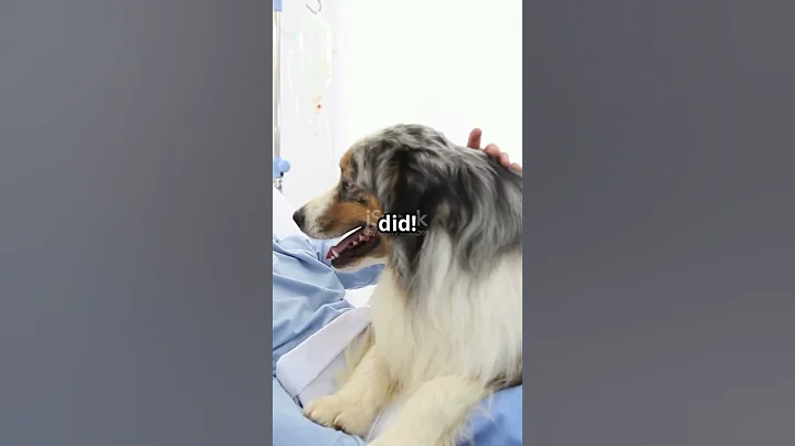 Dogs Can Sniff Out Cancer! 🐕👃 | Wildlife Wonders Daily