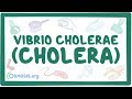 Vibrio cholerae (Cholera)