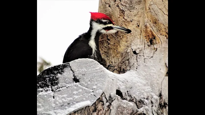 WHY DO WOODPECKERS DRUM  By Thomas Nicholls