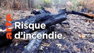 France : quand les arbres ont soif, la forêt brûle | ARTE Reportage