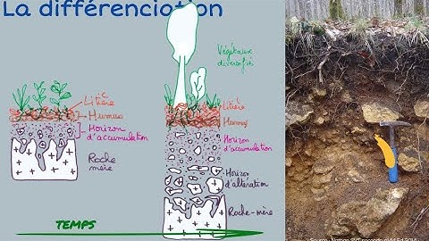 Le sol et sa formation