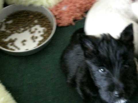 Scottish Terrier Bruster/Roxy Puppies #4