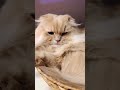 소쿠리에서 쉬고 싶은 바바 | Baba Wants His Basket Nap