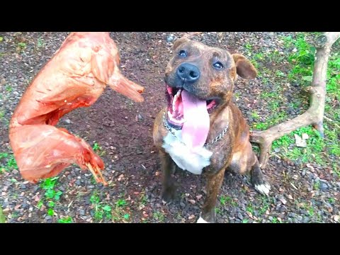 Vídeo: Alimentando Cães Com EPI