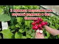 2 правила выращивания вкусной редиски