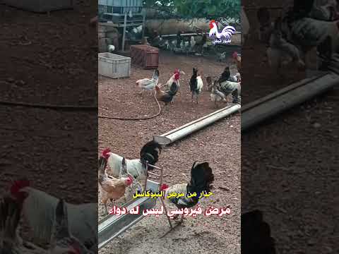 نيوكاسل الدجاج أخطر الأمراض الفيروسية