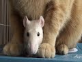Rat loves cat! - Rejection