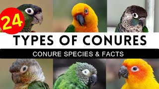 Types Of Conures | Conure Mutations & Colours | Conure Parrot Top Varieties