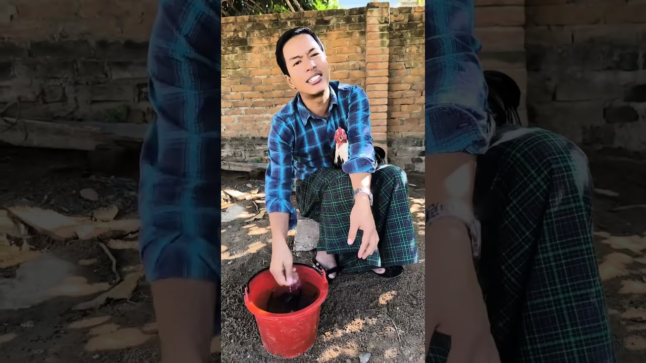 #တိုက်ကြက် 🐔