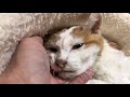 愛されベテラン地域猫、終の住処でその瞳を閉じる The old feral cat 'Tsuyoshi',R.I.P
