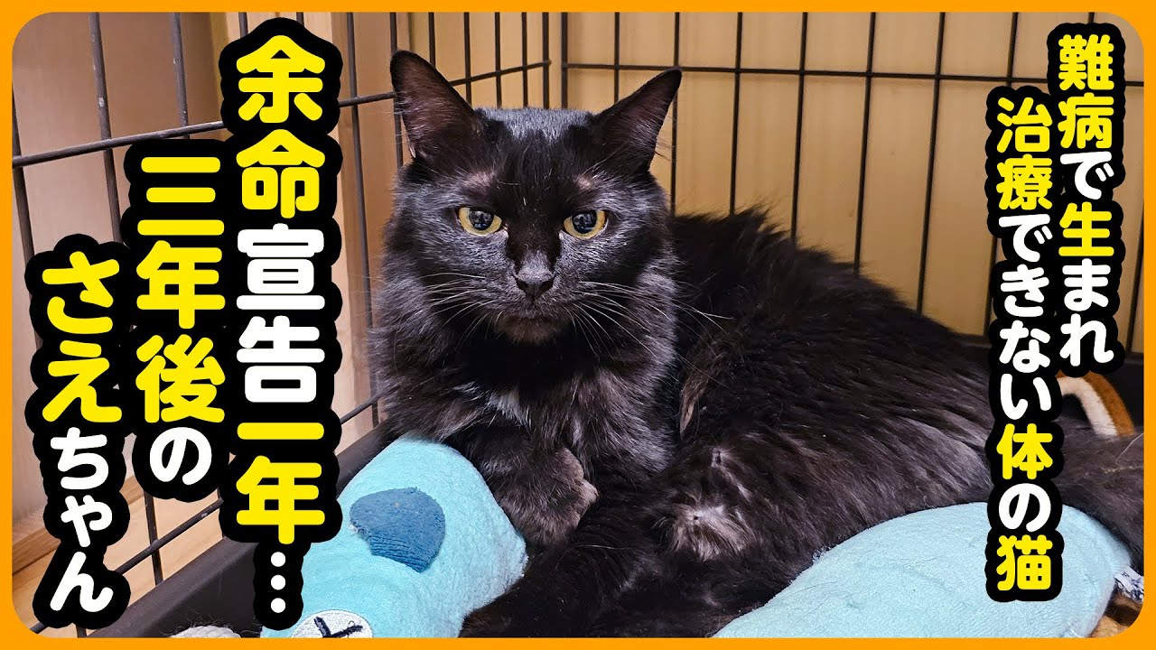 【難病を抱えた 元捨て猫】余命宣告一年から三年後...家族になってくれてありがとう【さえちゃん】
