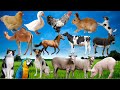 English - Français | Farm animals | Animaux domestiques | Best vidéo