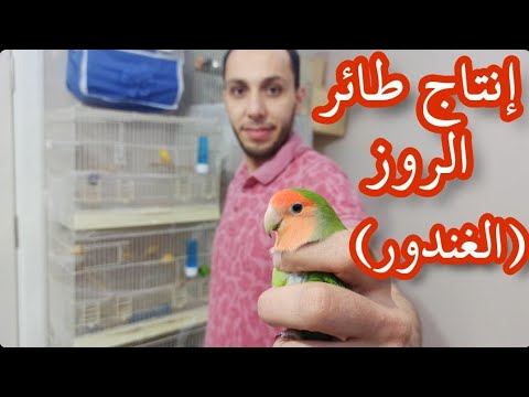 معلومات عن تزواج وانتاج طائر الروز الغندور