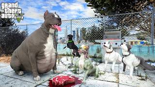 PİTBULL TERMİNATÖR KİLO ALIYOR VE AYI GİBİ OLUYOR! - GTA 5