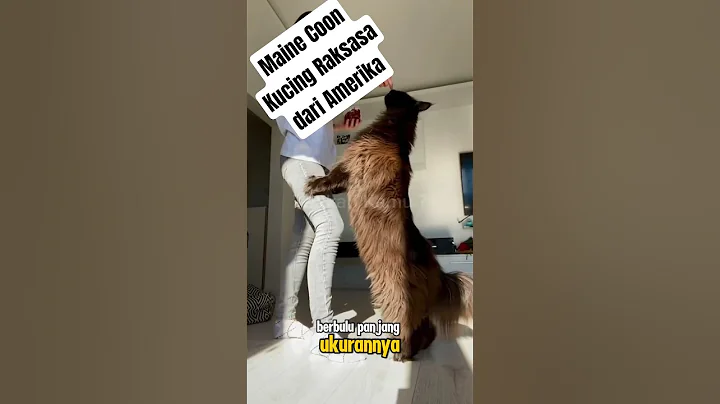 Video 9842611: kucing maine coon