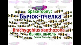 Аквариумные рыбки.Бычек-пчелка.Brachygobius anthozona