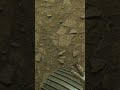 4 billion years of Martian history captured in one LEFT turn. Sol 1,766. 😳🪐 #perseverance