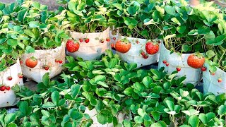 How To Grow Strawberries at Home