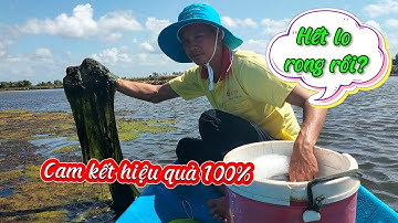 BÍ KIẾP DIỆT "TẤT CẢ LOẠI RONG" - TỰ TAN KHÔNG GÂY THỐI NƯỚC, ẢNH HƯỞNG TÔM - CUA, SÒ HUYẾT, ỐC GẠO