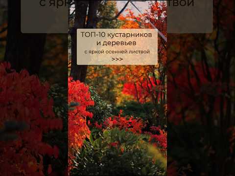🔥ТОП 10 кустарников