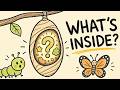 What Really Happens Inside a Chrysalis?