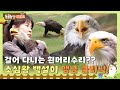 [TV 동물농장 레전드] 🦅 걸어 다니는 흰머리수리?? 소심쟁이 백설이의 맹금 클리닉! I TV동물농장 (Animal Farm) | SBS Story